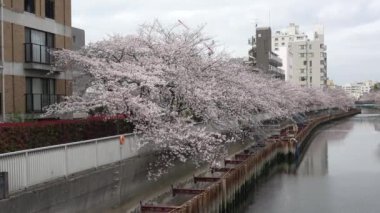 Sendaibori Nehri Kiraz Çiçeği Tam çiçek, Japonya Tokyo 2023