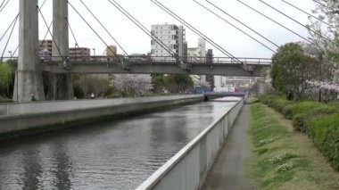 Sendaibori Nehri Kiraz Çiçeği Tam çiçek, Japonya Tokyo 2023