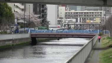 Sendaibori Nehri Kiraz Çiçeği Tam çiçek, Japonya Tokyo 2023