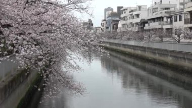 Sendaibori Nehri Kiraz Çiçeği Tam çiçek, Japonya Tokyo 2023