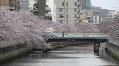 Sendaibori Nehri Kiraz Çiçeği Tam çiçek, Japonya Tokyo 2023