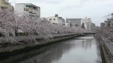 Sendaibori Nehri Kiraz Çiçeği Tam çiçek, Japonya Tokyo 2023