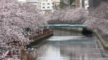 Sendaibori Nehri Kiraz Çiçeği Tam çiçek, Japonya Tokyo 2023