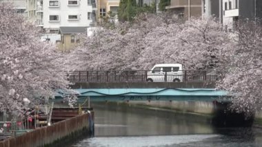 Sendaibori Nehri Kiraz Çiçeği Tam çiçek, Japonya Tokyo 2023