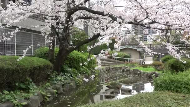 Fukutomigawa Park Kiraz Çiçeği Japonya Tokyo 2023 — Stok video