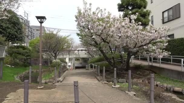 Fukutomigawa Park Kiraz Çiçeği Japonya Tokyo 2023 — Stok video