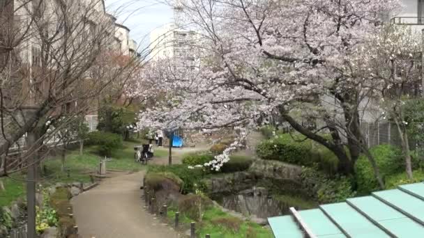 Fukutomigawa Park Cherry Mekar Jepang Tokyo 2023 — Stok Video