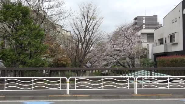 Fukutomigawa Park Kirschblüte Japan Tokio 2023 — Stockvideo