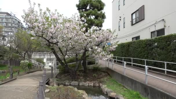 Fukutomigawa Park Kwiat Wiśni Japonia Tokio 2023 — Wideo stockowe