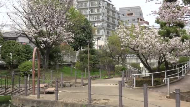 Fukutomigawa Park Kersenbloesem Japan Tokio 2023 — Stockvideo
