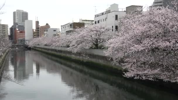 Río Sendaibori Flor Cerezo Flor Completa Japón Tokio 2023 — Vídeos de Stock