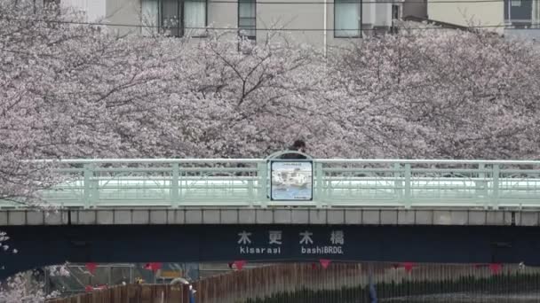 Sendaibori River Cherry Blossom Full Bloom Japan Tokyo 2023 — Stock video