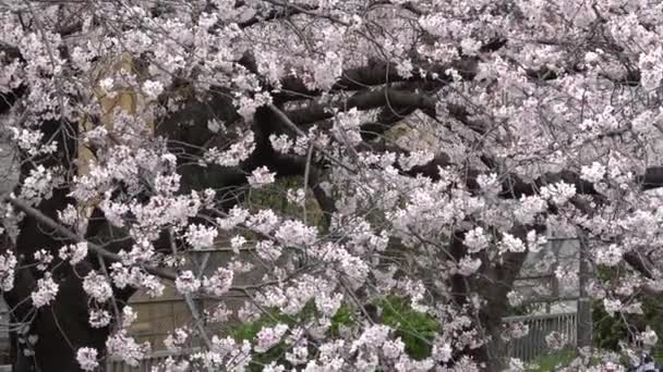 Sendaibori Nehri Kiraz Çiçeği Tam Çiçek Japonya Tokyo 2023 — Stok video