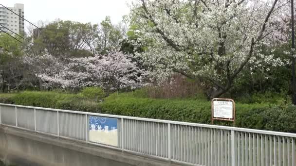Sendaibori River Kirschblüte Voller Blüte Japan Tokio 2023 — Stockvideo