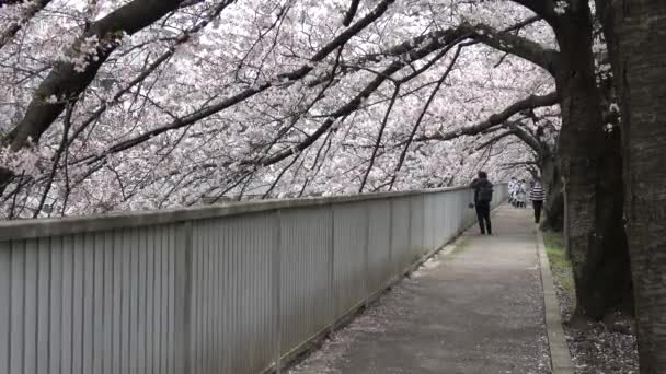Rio Sendaibori Flor Cerejeira Flor Cheia Japão Tóquio 2023 — Vídeo de Stock