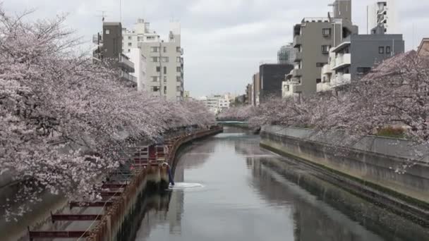 Rzeka Sendaibori Kwiat Czereśni Japonia Tokio 2023 — Wideo stockowe