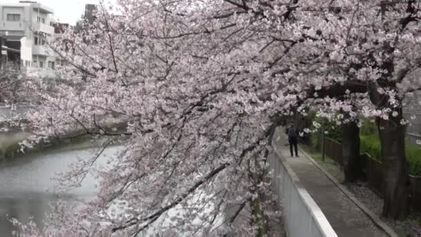 Sendaibori Nehri Kiraz Çiçeği Tam Çiçek Japonya Tokyo 2023 — Stok video