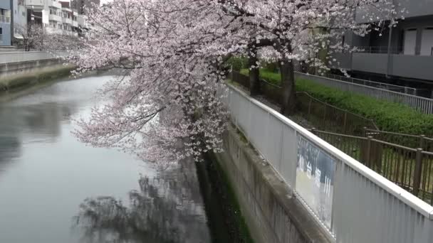 Sendaibori River Cherry Blomma Full Blom Japan Tokyo 2023 — Stockvideo
