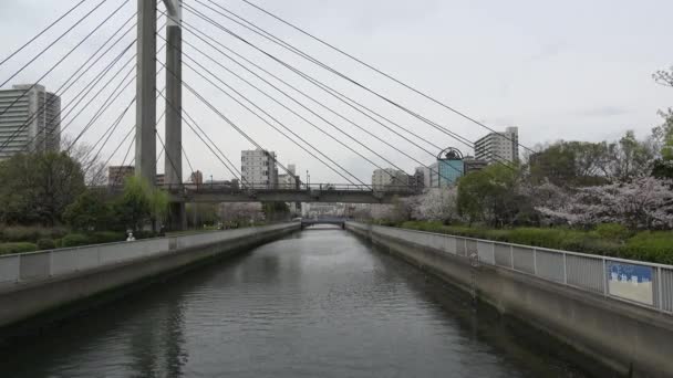 Sendaibori River Cherry Blomma Full Blom Japan Tokyo 2023 — Stockvideo