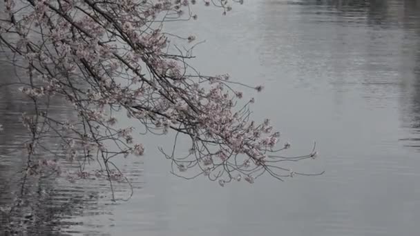 Río Sendaibori Flor Cerezo Flor Completa Japón Tokio 2023 — Vídeo de stock
