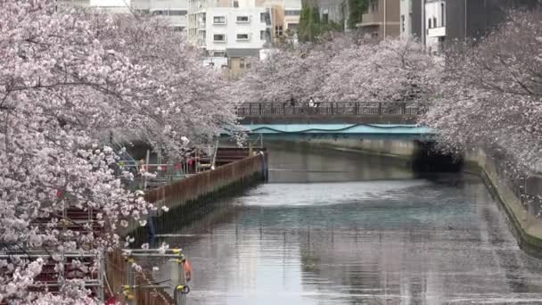 Rio Sendaibori Flor Cerejeira Flor Cheia Japão Tóquio 2023 — Vídeo de Stock