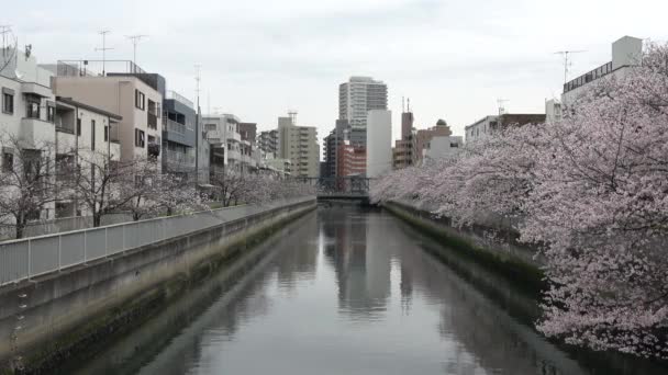 Río Sendaibori Flor Cerezo Flor Completa Japón Tokio 2023 — Vídeo de stock