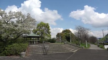 Yumenoshima Ryokudou Park Kiraz Çiçeği 2023, Japonya Tokyo