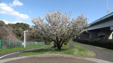 Yumenoshima Ryokudou Park Kiraz Çiçeği 2023, Japonya Tokyo