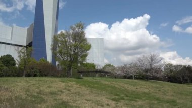 Yumenoshima Ryokudou Park Kiraz Çiçeği 2023, Japonya Tokyo