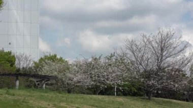 Yumenoshima Ryokudou Park Kiraz Çiçeği 2023, Japonya Tokyo