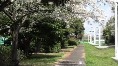 Yumenoshima Ryokudou Park Kiraz Çiçeği 2023, Japonya Tokyo
