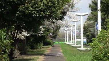 Yumenoshima Ryokudou Park Kiraz Çiçeği 2023, Japonya Tokyo