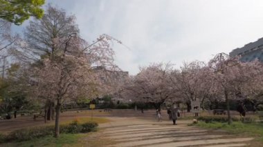 Hamacho Park Kiraz Çiçeği tam çiçek 2023, Japonya Tokyo
