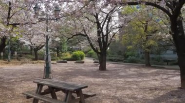 Hamacho Park Kiraz Çiçeği tam çiçek 2023, Japonya Tokyo