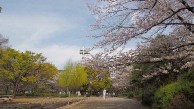 Hamacho Park Kiraz Çiçeği tam çiçek 2023, Japonya Tokyo