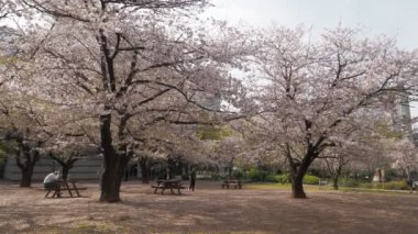 Hamacho Park Kiraz Çiçeği tam çiçek 2023, Japonya Tokyo