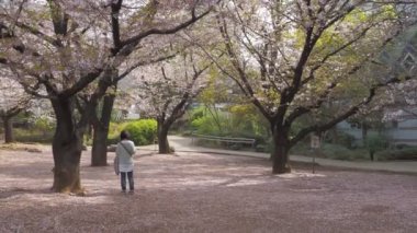 Hamacho Park Kiraz Çiçeği tam çiçek 2023, Japonya Tokyo