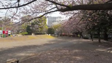Hamacho Park Kiraz Çiçeği tam çiçek 2023, Japonya Tokyo
