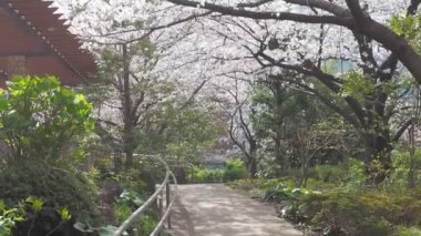 Hamacho Park Kiraz Çiçeği tam çiçek 2023, Japonya Tokyo