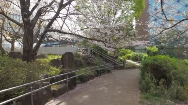 Hamacho Park Kiraz Çiçeği tam çiçek 2023, Japonya Tokyo