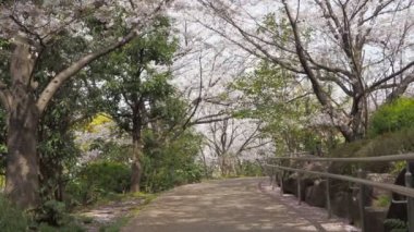 Hamacho Park Kiraz Çiçeği tam çiçek 2023, Japonya Tokyo