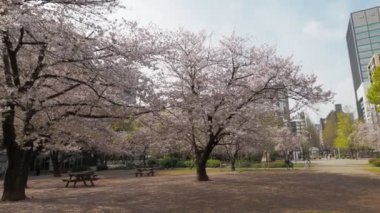 Hamacho Park Kiraz Çiçeği tam çiçek 2023, Japonya Tokyo