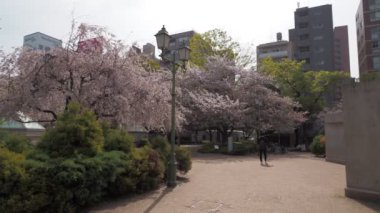 Hamacho Park Kiraz Çiçeği tam çiçek 2023, Japonya Tokyo