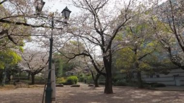 Hamacho Park Kiraz Çiçeği tam çiçek 2023, Japonya Tokyo