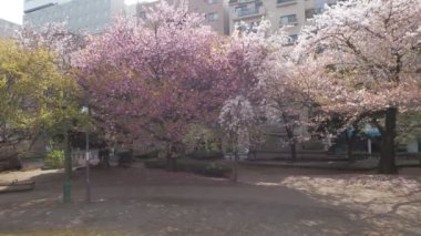 Hamacho Park Kiraz Çiçeği tam çiçek 2023, Japonya Tokyo