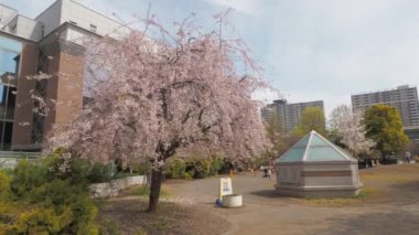 Hamacho Park Kiraz Çiçeği tam çiçek 2023, Japonya Tokyo