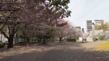 Hamacho Park Kiraz Çiçeği tam çiçek 2023, Japonya Tokyo