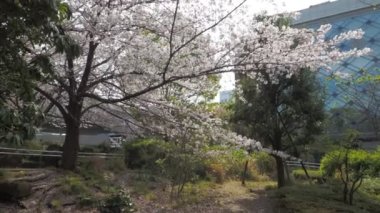 Hamacho Park Kiraz Çiçeği tam çiçek 2023, Japonya Tokyo