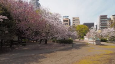 Hamacho Park Kiraz Çiçeği tam çiçek 2023, Japonya Tokyo