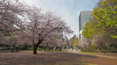 Hamacho Park Kiraz Çiçeği tam çiçek 2023, Japonya Tokyo